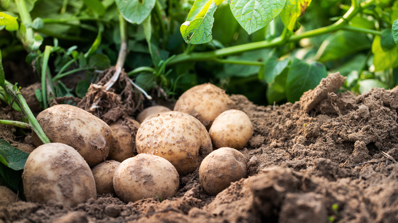 potatoes in garden