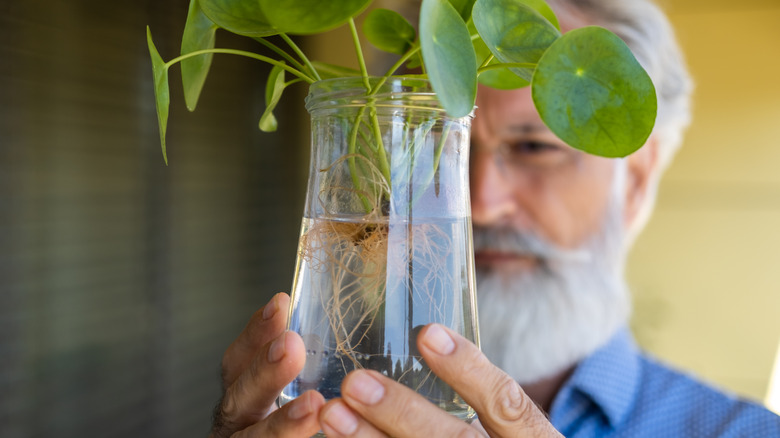 man looking at plant