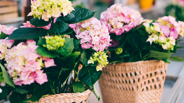 Pink flowers growing in wicker planters