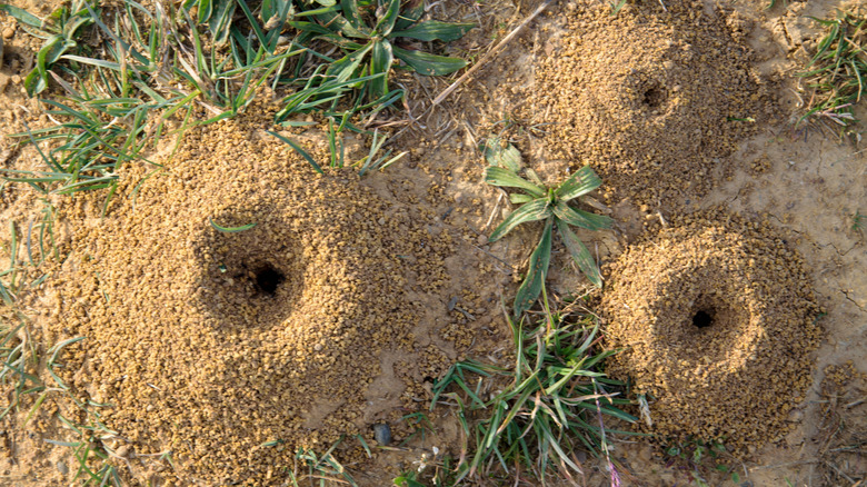 Three ant hills in a yard pictured from above.