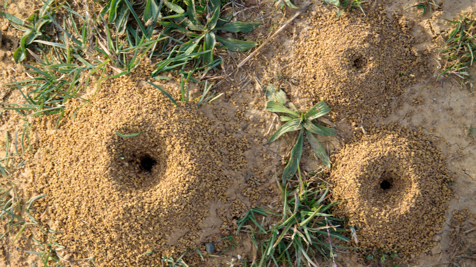 Antihil Insects How To Get Rid Of Anthills In Your Yard With Bait From Your Hardware Store