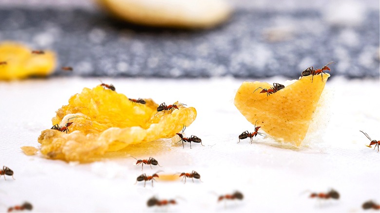 Ants on food in kitchen