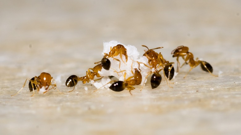Ants devouring ball of white rice