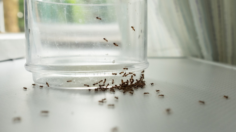Ants crawling on an empty glass