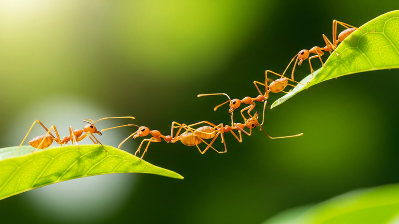 Ants crawling from leaf to leaf