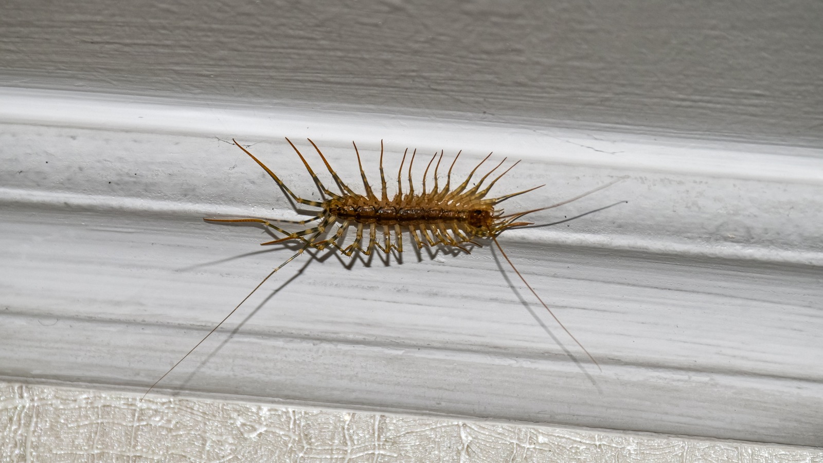 Get Rid Of Centipedes With A Handy Product You Already Have Around The House