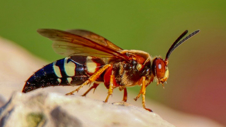 A cicada killer wasp