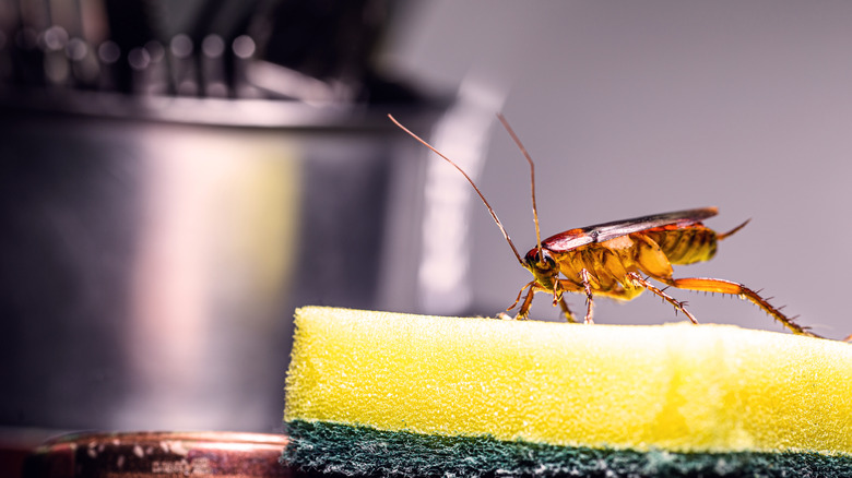 Cockroach on sponge