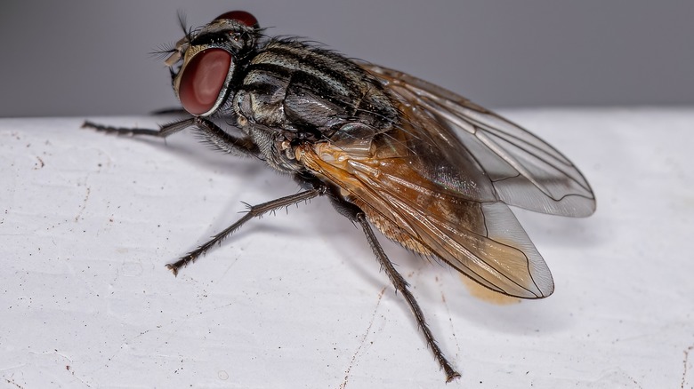 close up of housefly