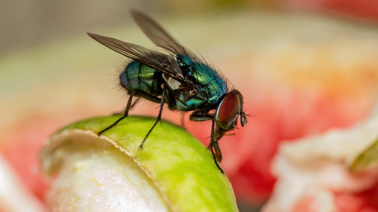 gnat on an apple slice