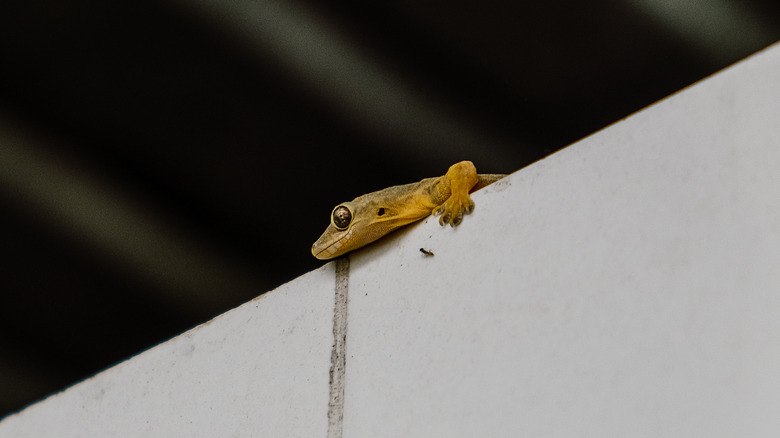 House gecko peering over wall