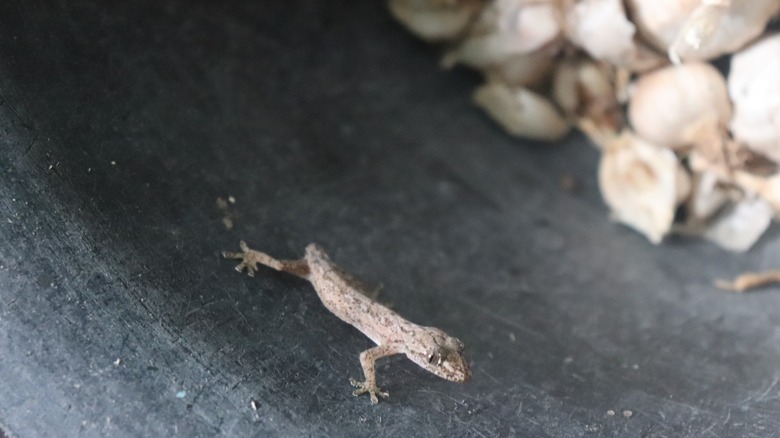 Gecko standing by garlic cloves 