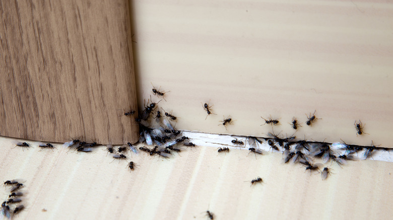 ants crawling on house baseboards