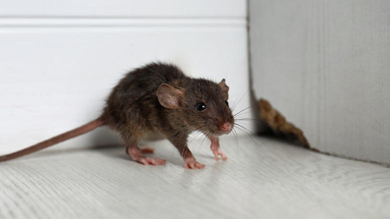 Rat in the home
