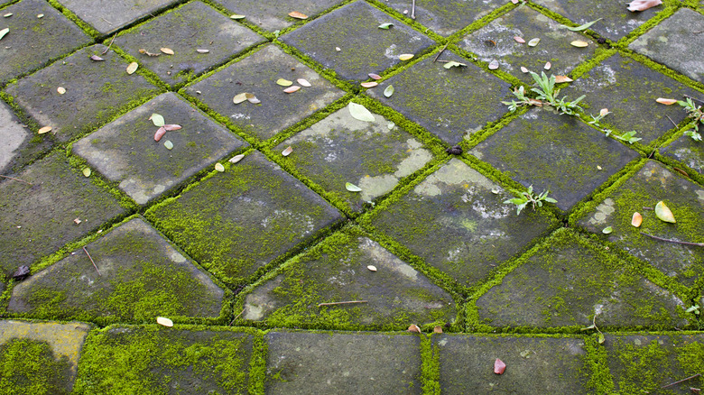 Moss growing on pavers
