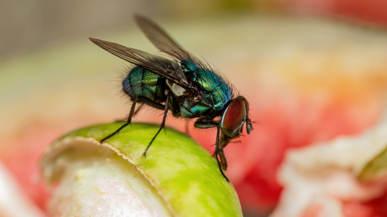 fly on a piece of apple