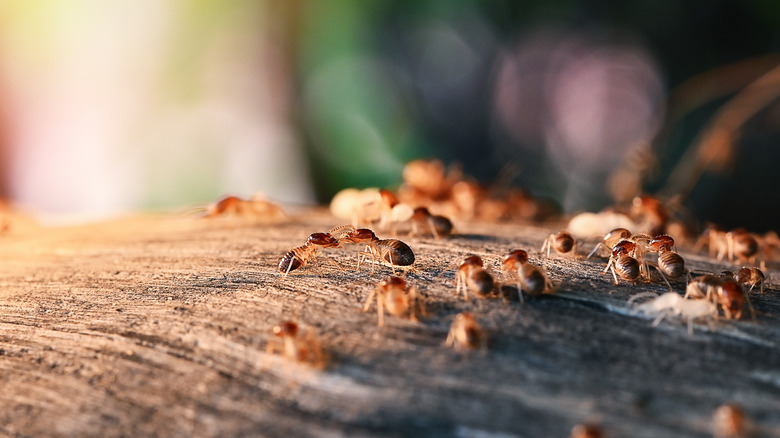 termites on wood