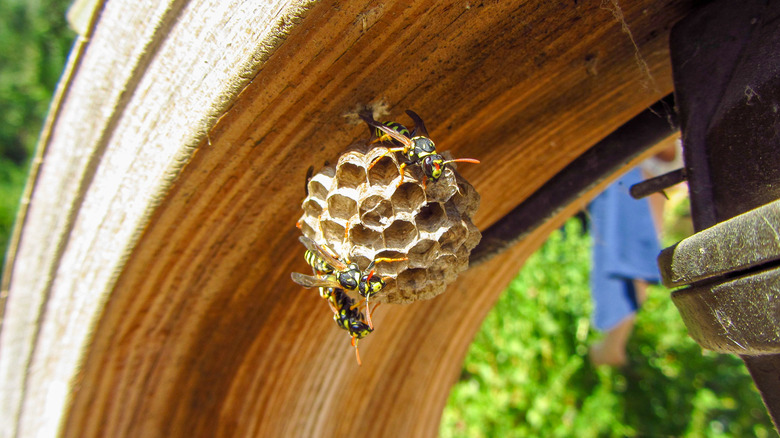 Wasp nest on outdoor building