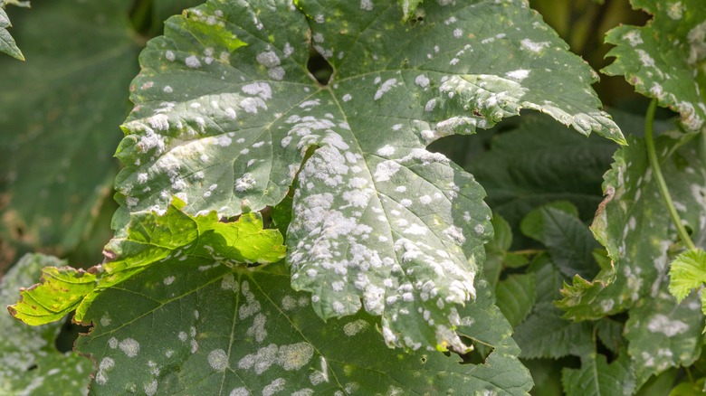 Plant leaves with white powder