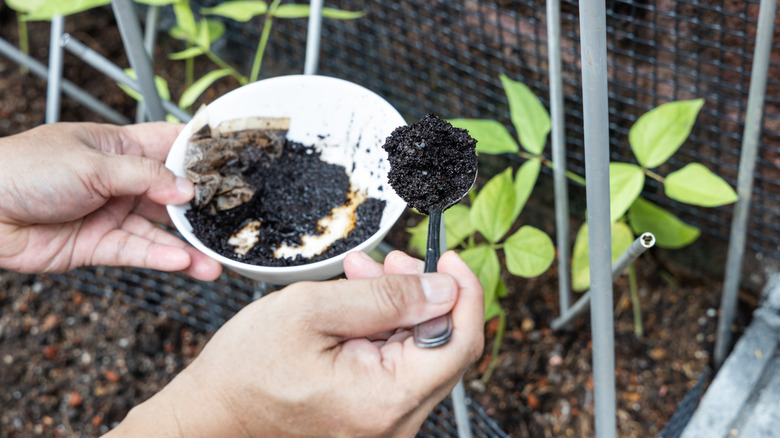 Someone holding a bowl full of coffee grounds and spooning some of them around their garden