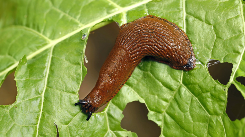 A closeup of a large garden slug eating away at a leaf