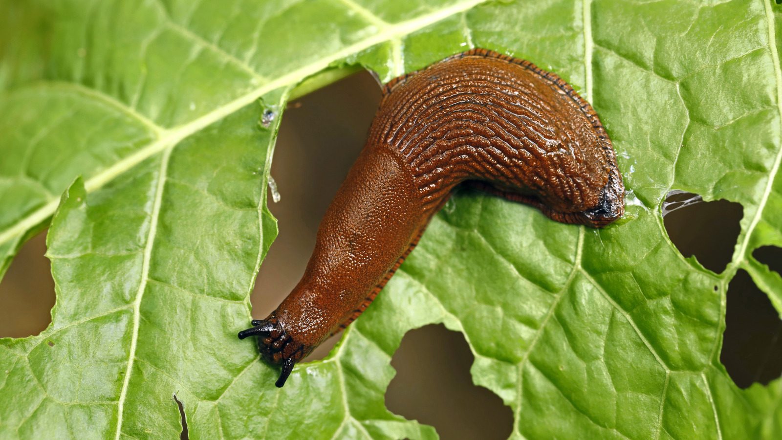 Get Rid Of Slugs In The Garden With The Help Of A Common Kitchen Ingredient