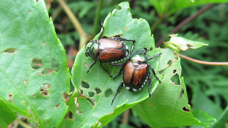 Japanese beetles on plant