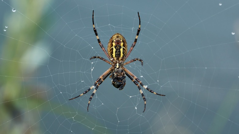 spider in a web