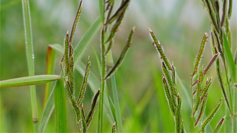 Dallisgrass growing on a lawn 