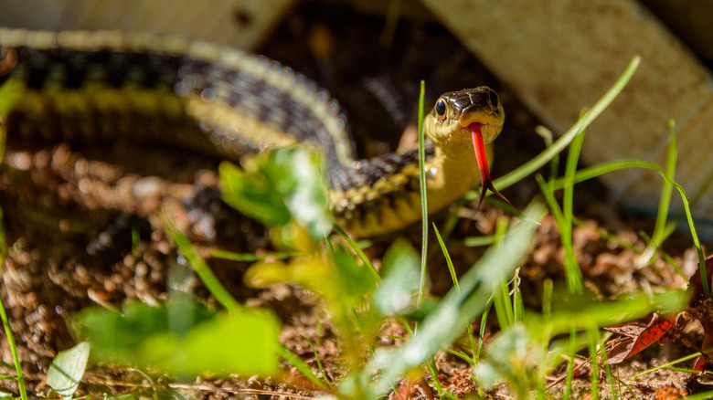 a snake with a forked tongue slithers across a garden bed