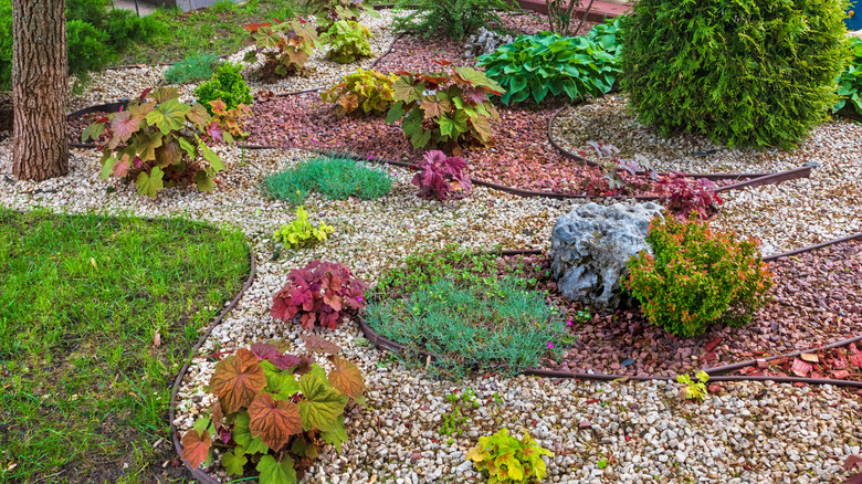 a landscaped garden bed with colored foliage plants and gravel mulch