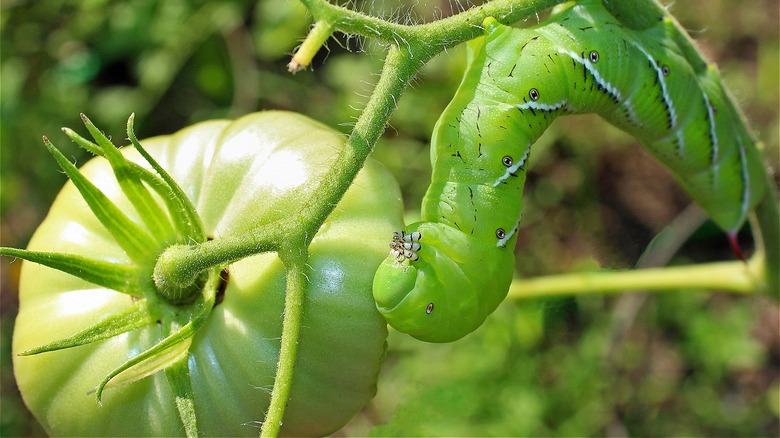 Tomato hornworm next to tomato