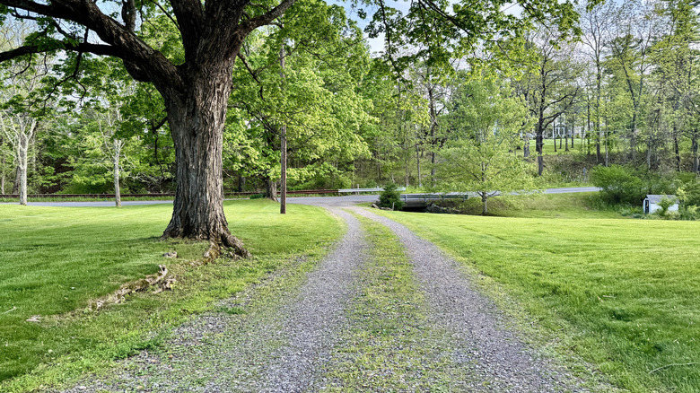 Gravel driveway with weeds