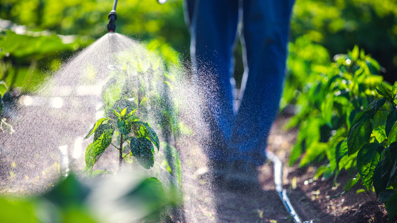 Person spraying weeds