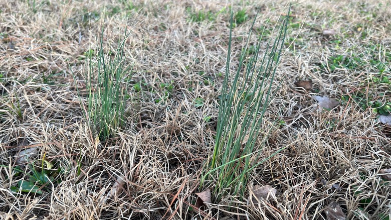 wild onion weeds in lawn