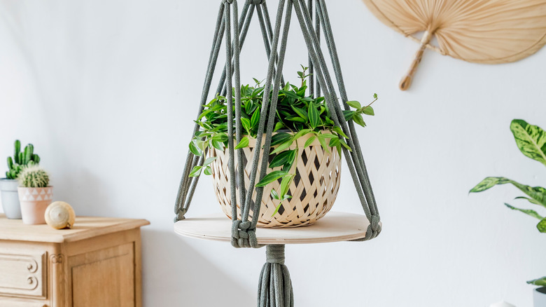 indoor hanging basket plant 