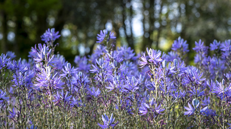 Camassia leichtlinii in a spring cottage garden