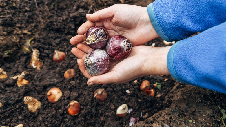 Person holding spring bulbs before planting them
