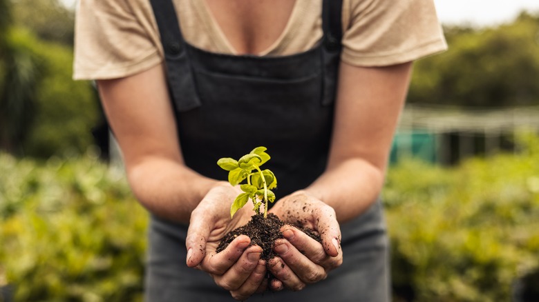 Person holding spring plant