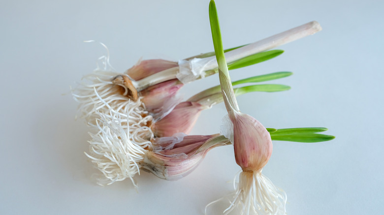Sprouting garlic cloves