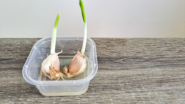 garlic cloves sprouting in a clear plastic container with water