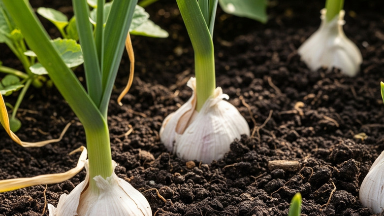 garlic bulbs growing in moist dark soil