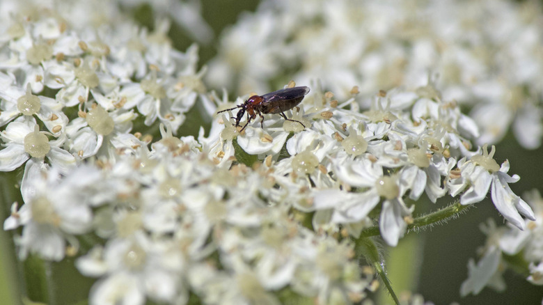Cow parsnip visited by an insect.