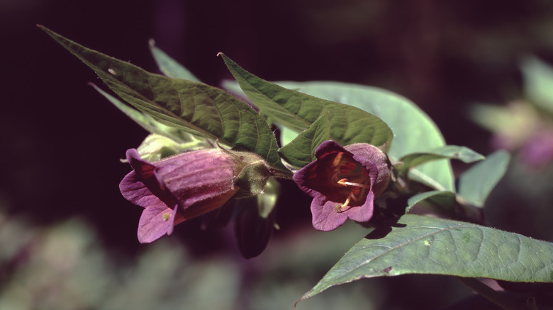 The dusky purple flowers of deadly nightshade.