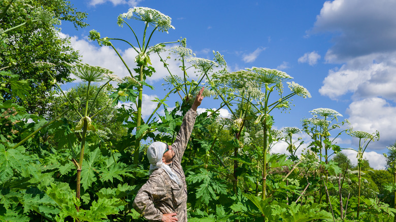 Man reaches up toward the very tall giant hogweed