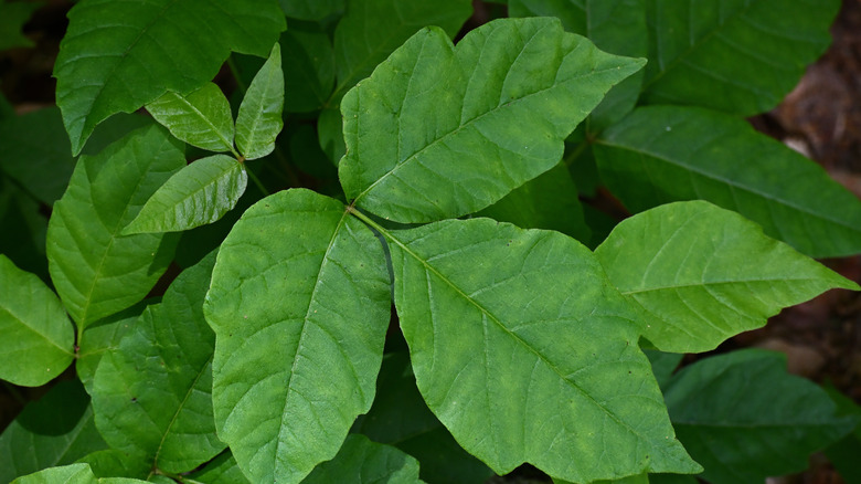 Poison ivy leaves