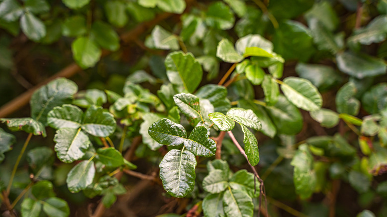 Closeup of poison oak leaves