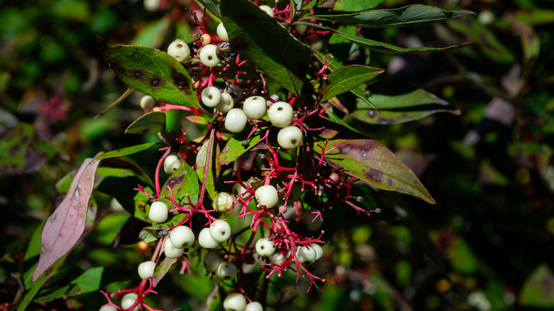 Poison sumac, with red stems and white berries.