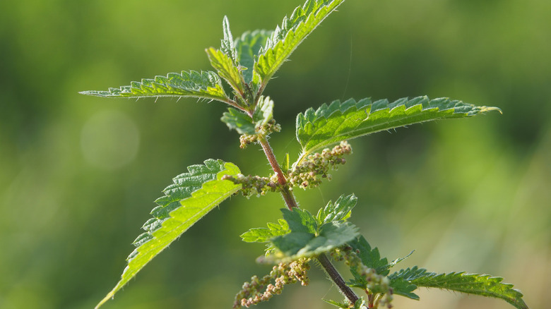 Closeup of a stinging nettle.