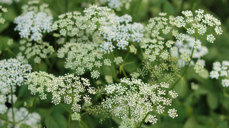 Closeup of water hemlock.